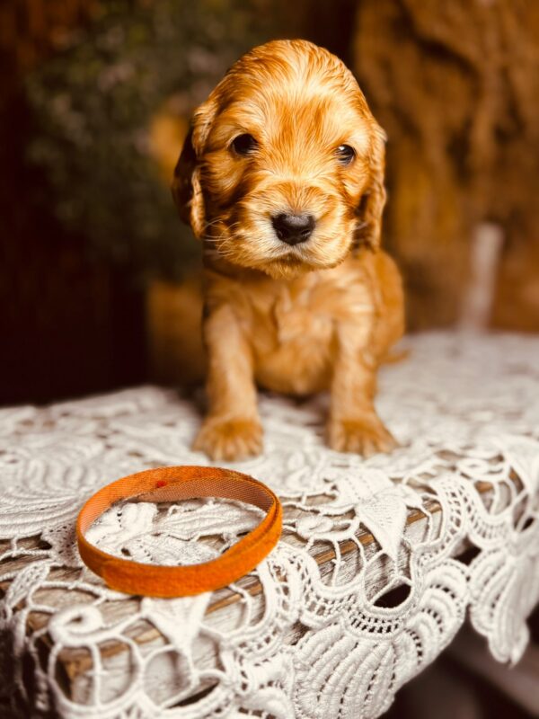 Bourbon English Cocker Spaniel Bourbon English Cocker Spaniel