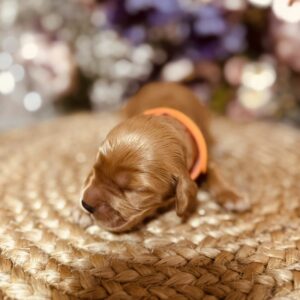 Bourbon English Cocker Spaniel Bourbon English Cocker Spaniel