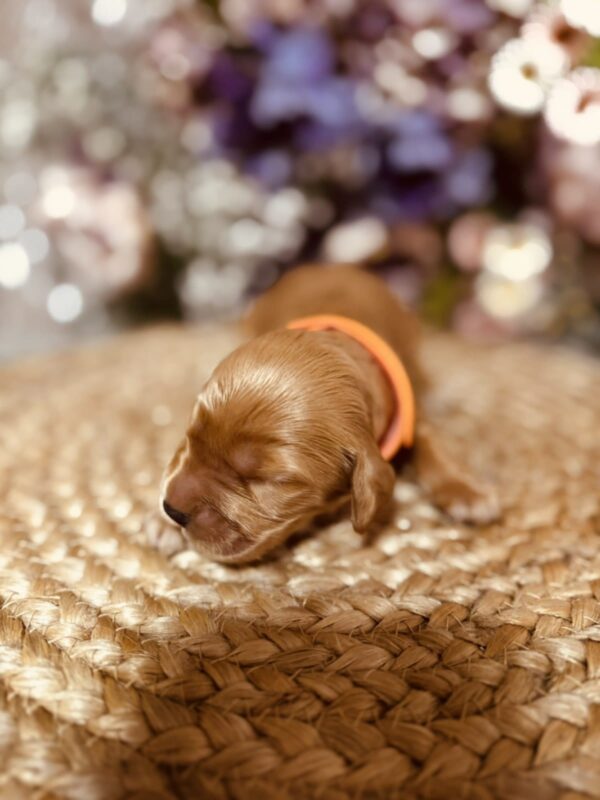 Bourbon English Cocker Spaniel Bourbon English Cocker Spaniel