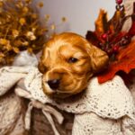 Bourbon-male-english-cocker-spaniel-puppy-for-sale- (2)