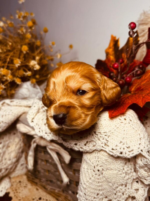 Bourbon English Cocker Spaniel Bourbon English Cocker Spaniel