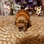 Bourbon-male-english-cocker-spaniel-puppy-for-sale- (2)