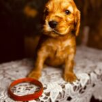 Bourbon-male-english-cocker-spaniel-puppy-for-sale- (2)