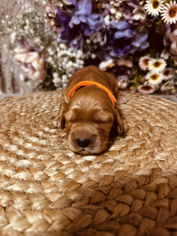 Bourbon English Cocker Spaniel Bourbon English Cocker Spaniel