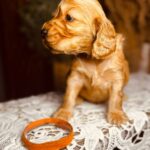 Bourbon-male-english-cocker-spaniel-puppy-for-sale- (3)