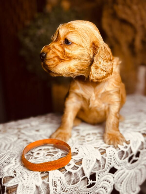 Bourbon English Cocker Spaniel Bourbon English Cocker Spaniel