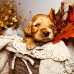 Bourbon-male-english-cocker-spaniel-puppy-for-sale- (3)