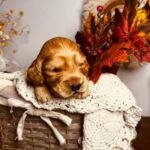 Bourbon-male-english-cocker-spaniel-puppy-for-sale- (4)