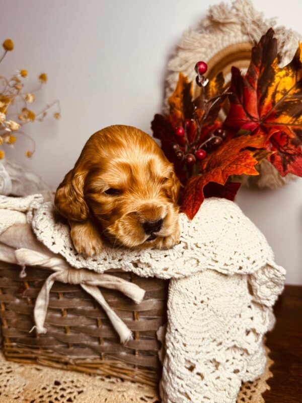 Bourbon English Cocker Spaniel Bourbon English Cocker Spaniel