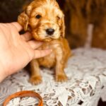 Bourbon-male-english-cocker-spaniel-puppy-for-sale- (5)