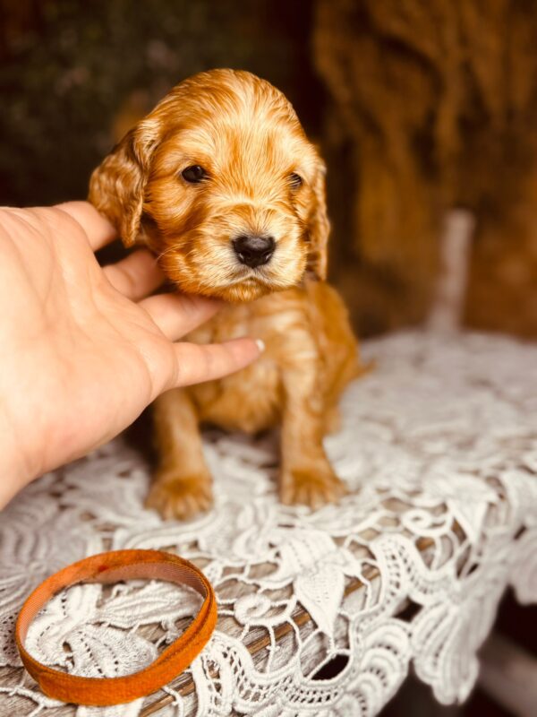 Bourbon English Cocker Spaniel Bourbon English Cocker Spaniel