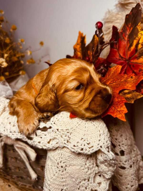 Bourbon English Cocker Spaniel Bourbon English Cocker Spaniel