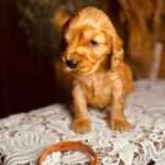 Bourbon-male-english-cocker-spaniel-puppy-for-sale- (6)