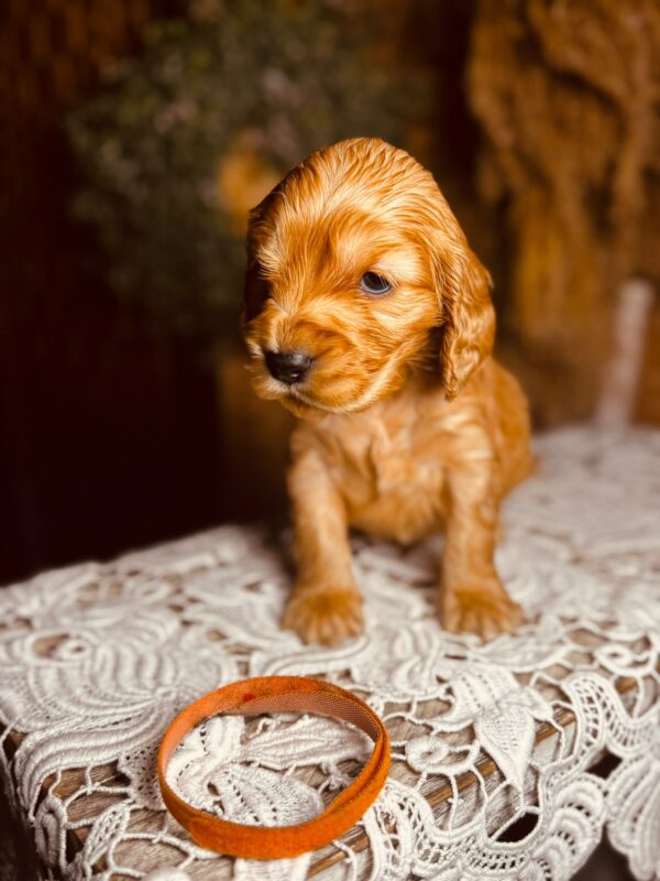 Bourbon English Cocker Spaniel Bourbon English Cocker Spaniel