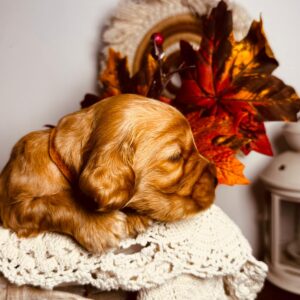 Bourbon English Cocker Spaniel Bourbon English Cocker Spaniel