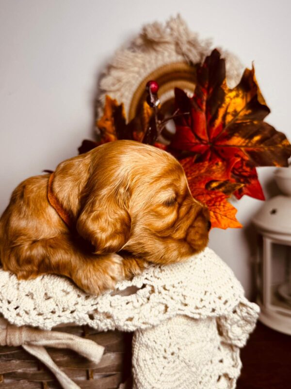 Bourbon English Cocker Spaniel Bourbon English Cocker Spaniel