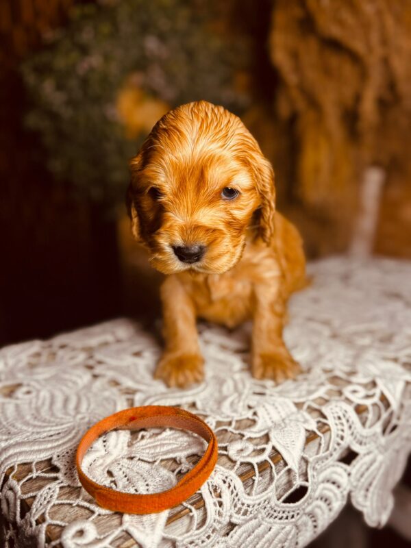 Bourbon English Cocker Spaniel Bourbon English Cocker Spaniel