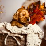Bourbon-male-english-cocker-spaniel-puppy-for-sale- (7)