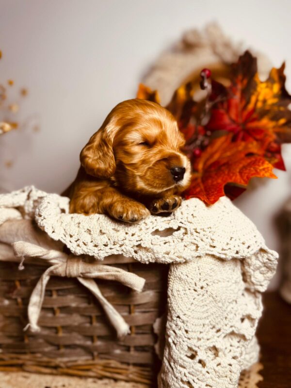 Bourbon English Cocker Spaniel Bourbon English Cocker Spaniel