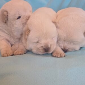 Boys and girls Chow-Chow Boys and girls Chow-Chow