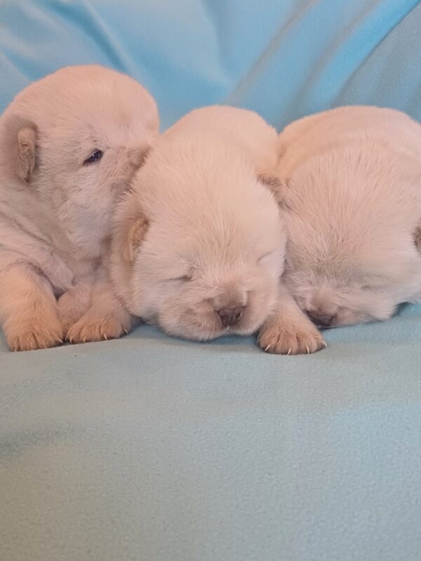 Boys and girls Chow-Chow Boys and girls Chow-Chow