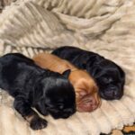 Boys-male-English-Cocker-Spaniel-puppy-for-sale-1