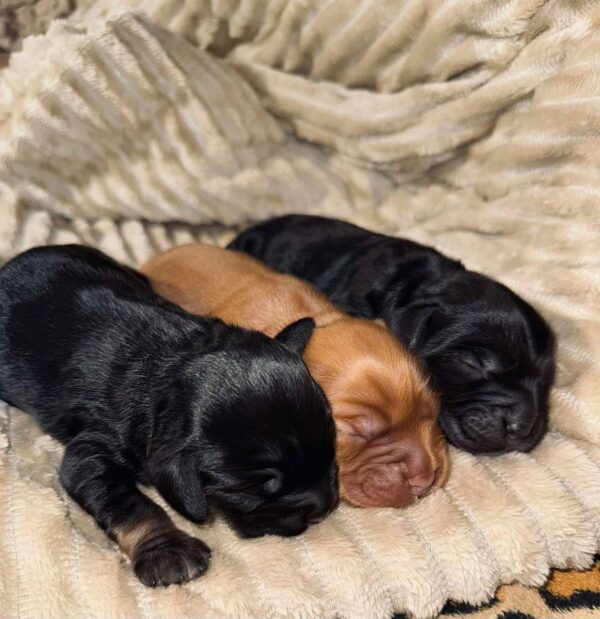 Boys English Cocker Spaniel Boys English Cocker Spaniel