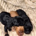 Boys-male-English-Cocker-Spaniel-puppy-for-sale-2