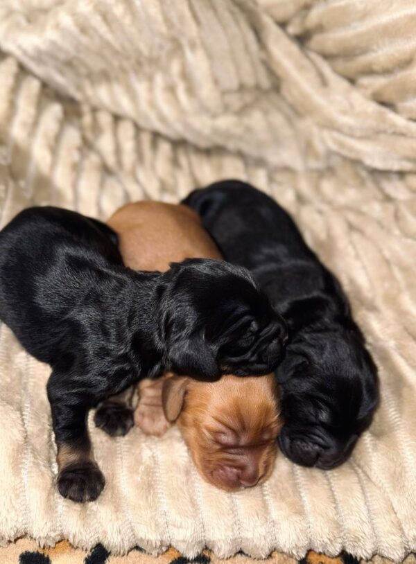 Boys English Cocker Spaniel Boys English Cocker Spaniel