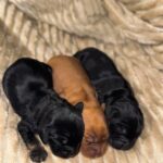 Boys-male-English-Cocker-Spaniel-puppy-for-sale-3