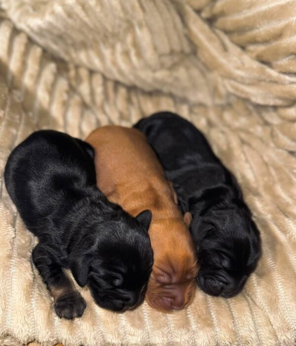 Boys English Cocker Spaniel Boys English Cocker Spaniel