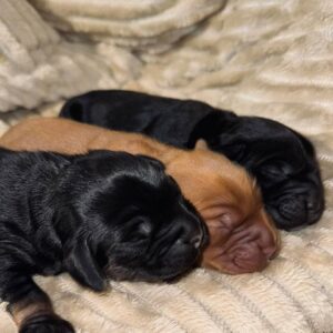 Boys English Cocker Spaniel Boys English Cocker Spaniel