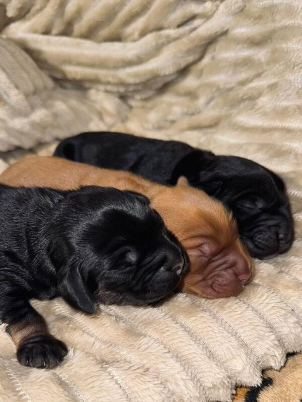 Boys English Cocker Spaniel Boys English Cocker Spaniel