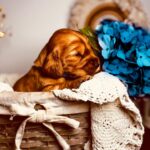 Brownie-male-english-cocker-spaniel-puppy-for-sale- (1)