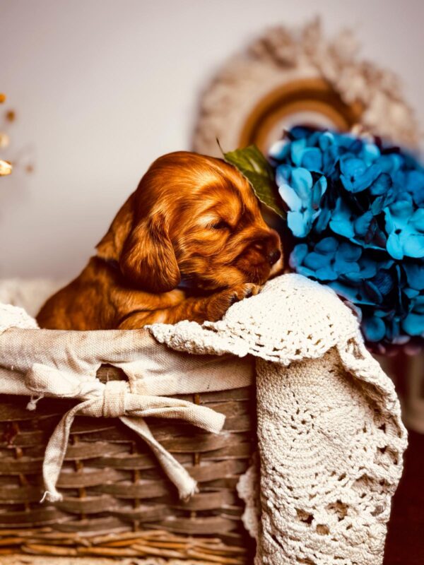 Brownie English Cocker Spaniel Brownie English Cocker Spaniel