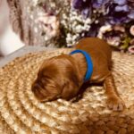 Brownie-male-english-cocker-spaniel-puppy-for-sale- (1)