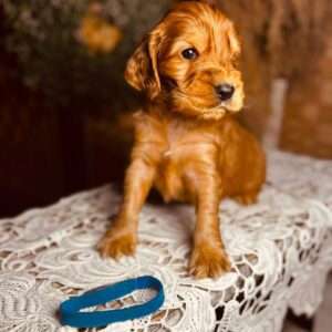 Brownie English Cocker Spaniel Brownie English Cocker Spaniel