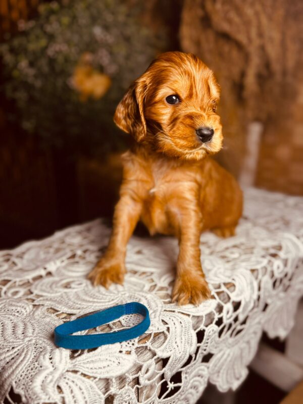 Brownie English Cocker Spaniel Brownie English Cocker Spaniel