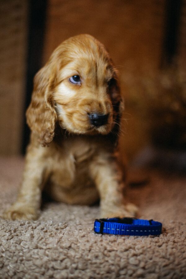 Brownie English Cocker Spaniel Brownie English Cocker Spaniel