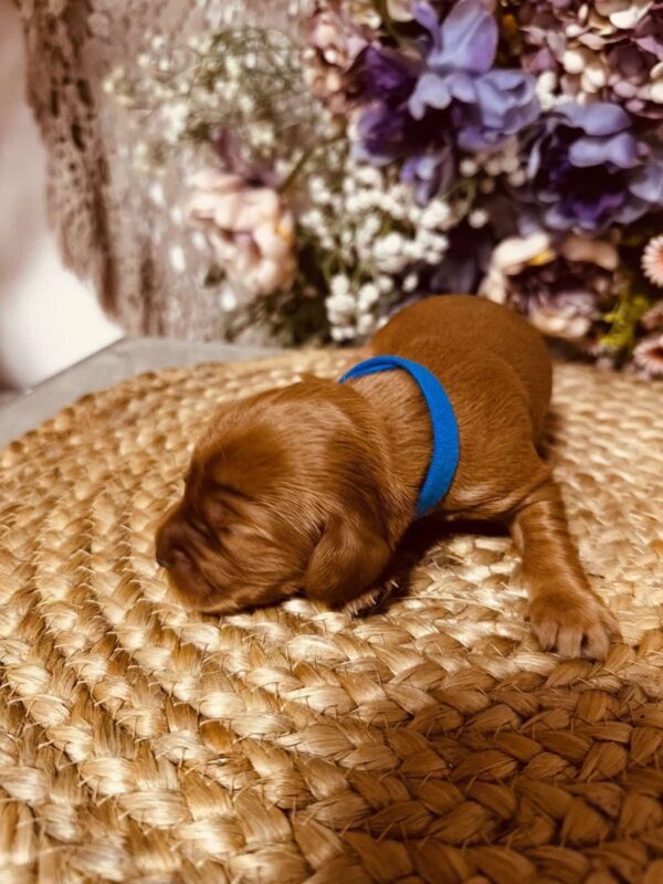 Brownie English Cocker Spaniel Brownie English Cocker Spaniel