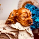 Brownie-male-english-cocker-spaniel-puppy-for-sale- (2)