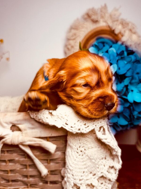 Brownie English Cocker Spaniel Brownie English Cocker Spaniel