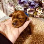 Brownie-male-english-cocker-spaniel-puppy-for-sale- (2)