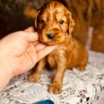 Brownie-male-english-cocker-spaniel-puppy-for-sale- (2)
