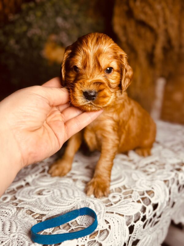Brownie English Cocker Spaniel Brownie English Cocker Spaniel