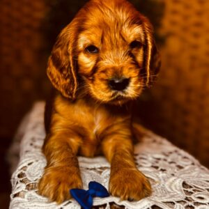 Brownie English Cocker Spaniel Brownie English Cocker Spaniel