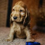 Brownie-male-english-cocker-spaniel-puppy-for-sale- (2)