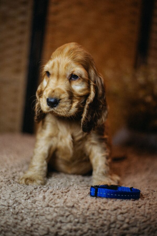 Brownie English Cocker Spaniel Brownie English Cocker Spaniel
