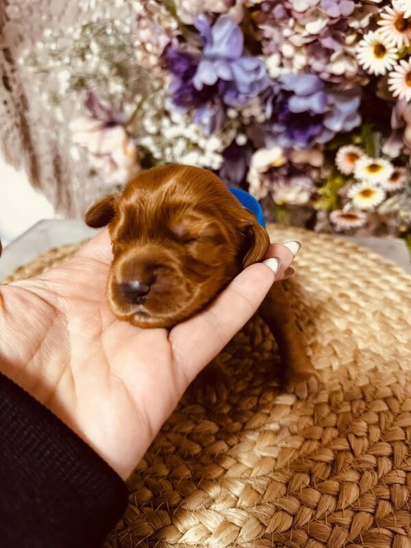 Brownie English Cocker Spaniel Brownie English Cocker Spaniel