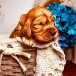 Brownie-male-english-cocker-spaniel-puppy-for-sale- (3)